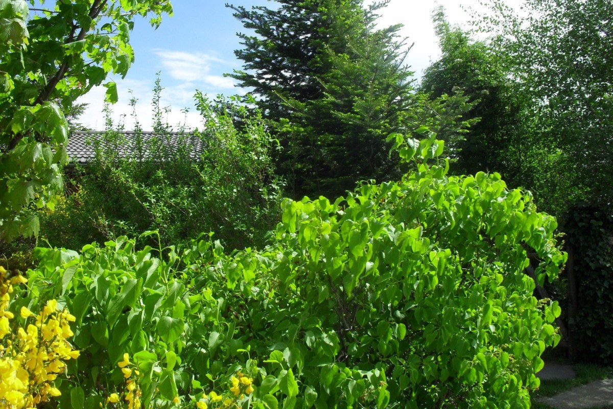 Jardin de verdure et arboré