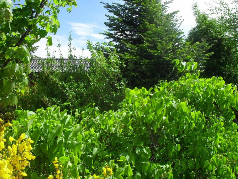 Jardin de verdure et arboré