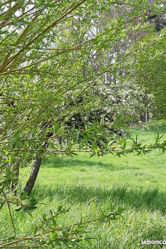 Saule vers le ruisseau
