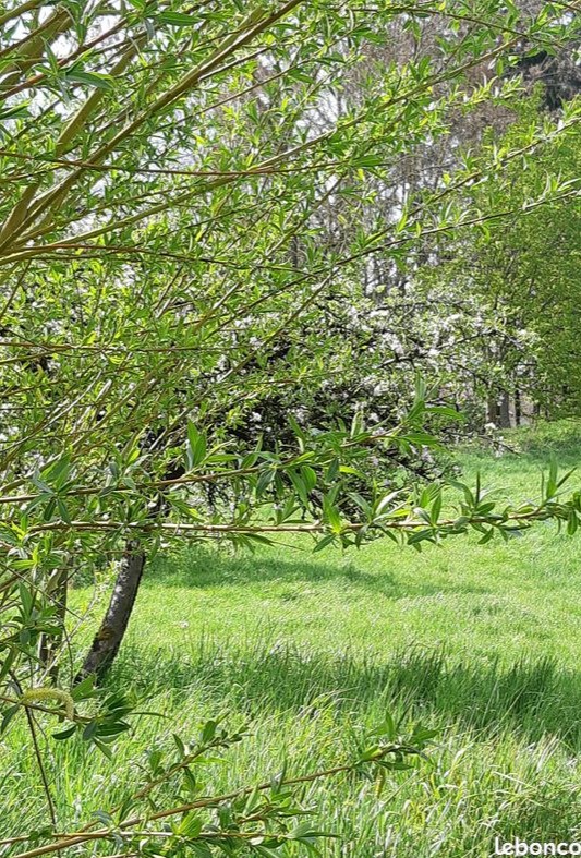 Saule vers le ruisseau