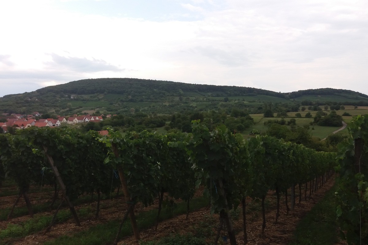 Dans les vignes autour de Rosheim