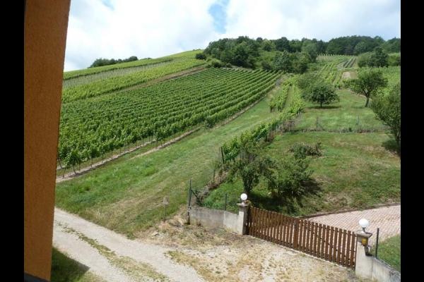 Le Vignoble