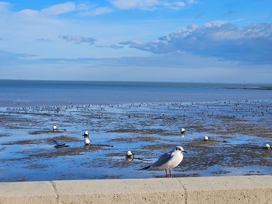 Vue de la maison de l'Angle à La Flotte en Ré
