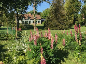 les lupins fin mai