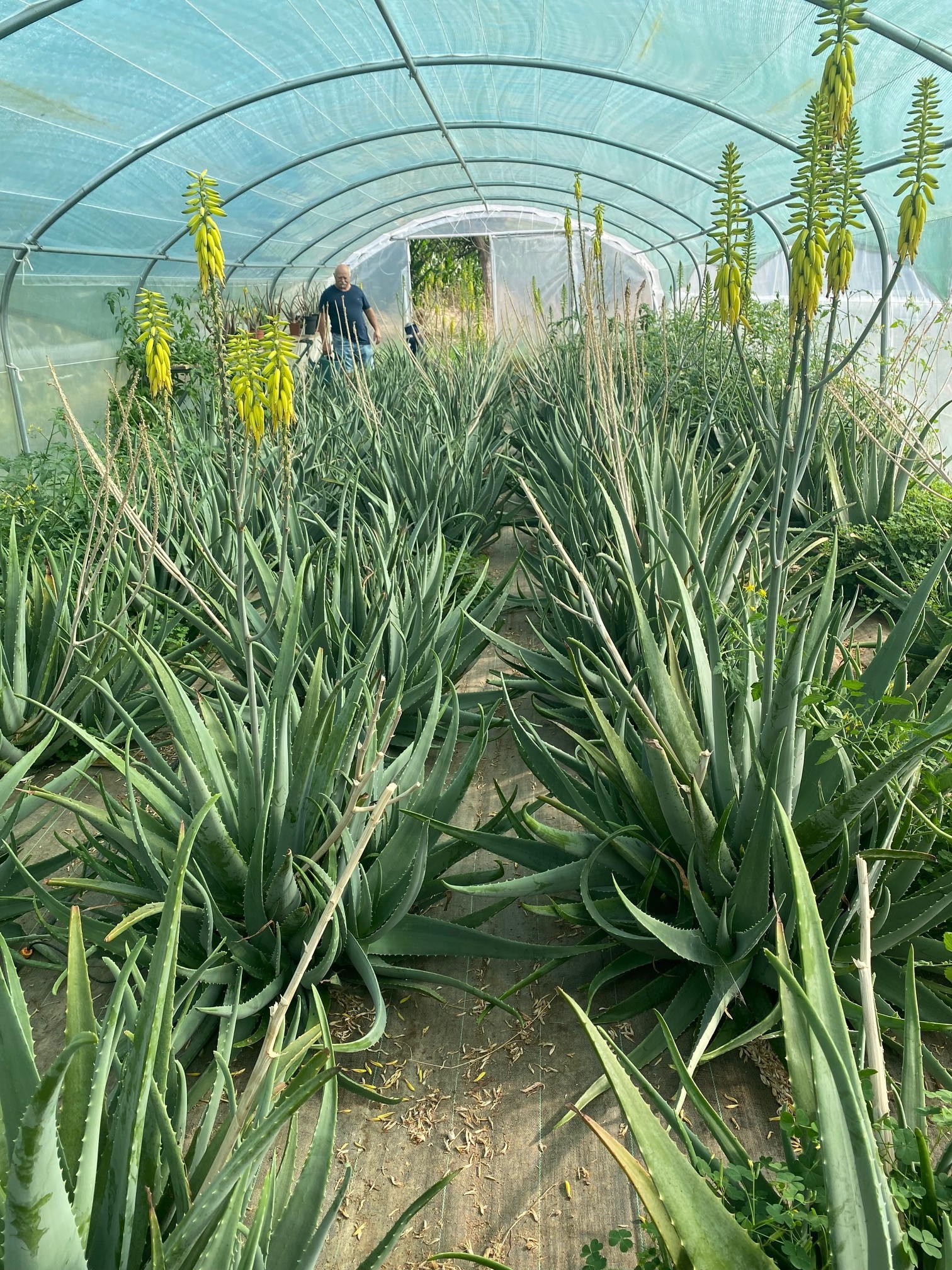 Laurie cultive et transforme de l'aloe verra, une activité unique en Bretagne ! Elle propose un atelier de découverte de la fabrication d'un gel aloe verra ou d'un baume au lait.