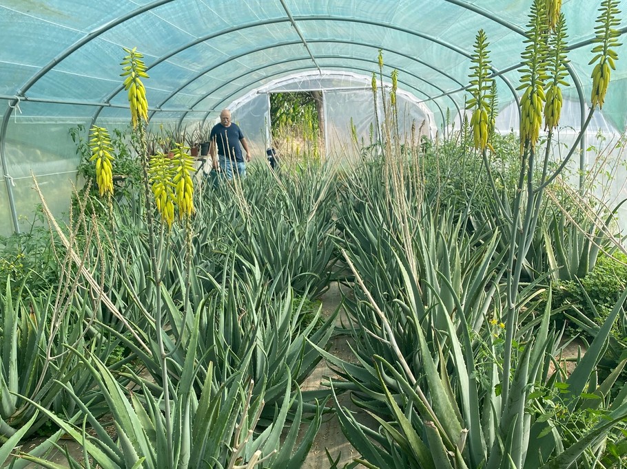 Laurie cultive et transforme de l'aloe verra, une activité unique en Bretagne ! Elle propose un atelier de découverte de la fabrication d'un gel aloe verra ou d'un baume au lait.