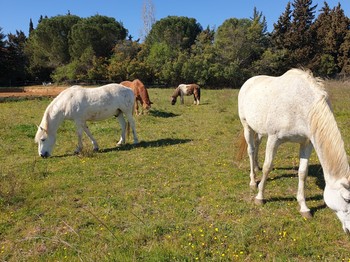 Photo n° 6 de la location