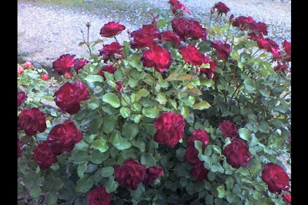 Un bonjour fleural