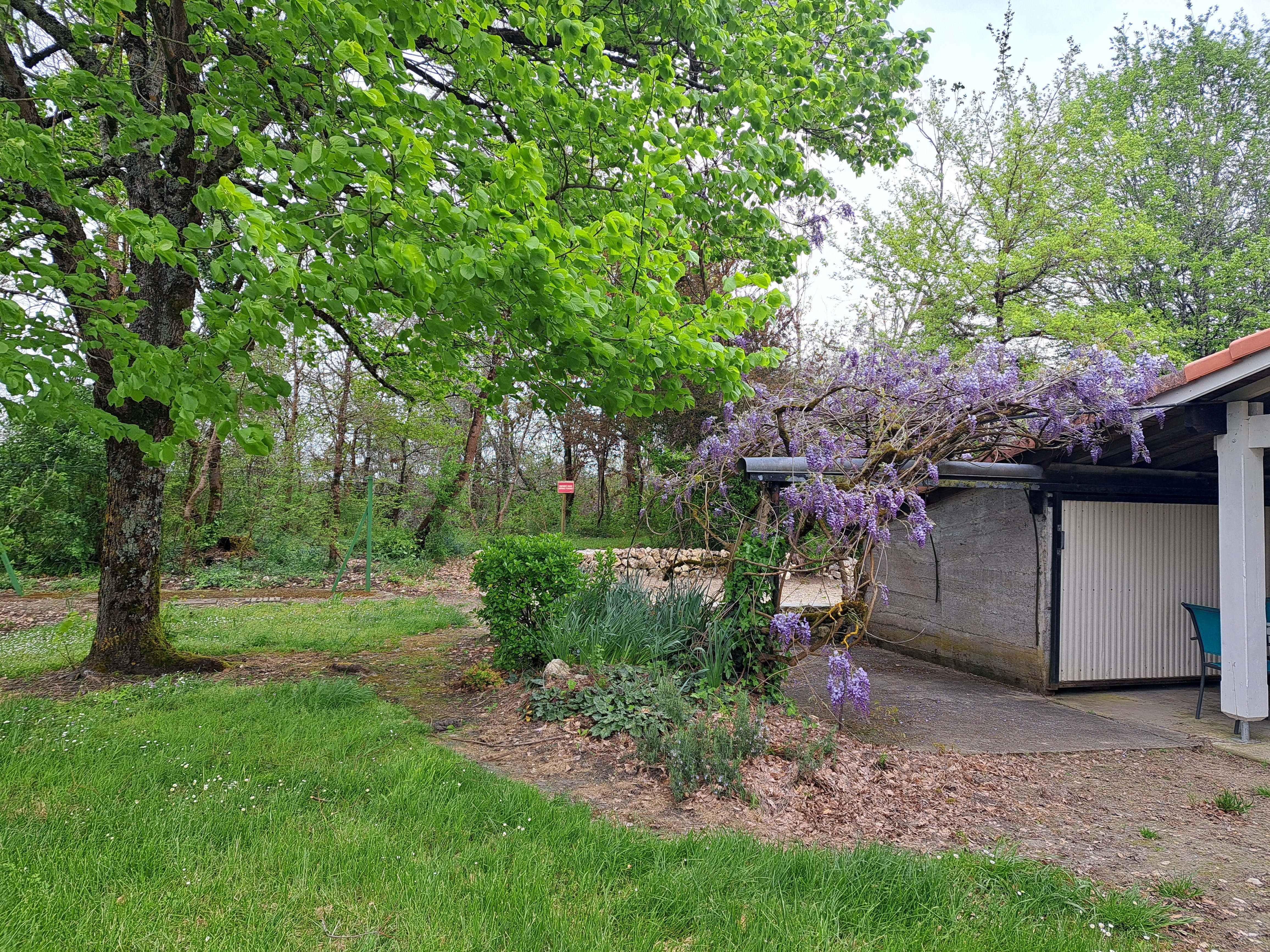 La glycine en fleurs