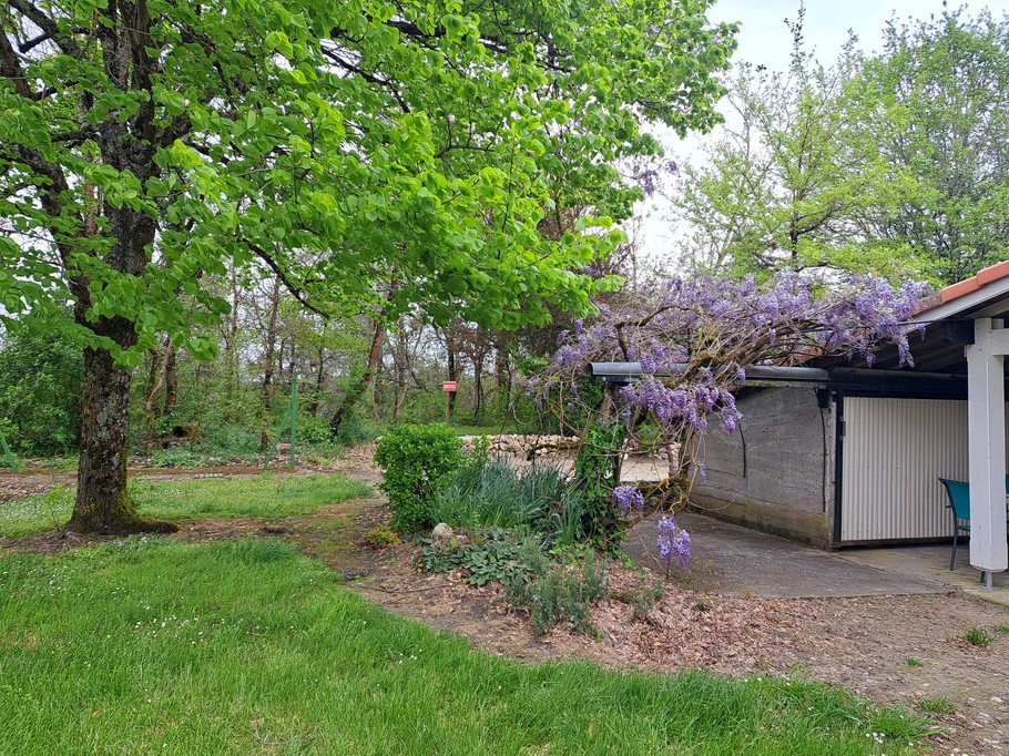 La glycine en fleurs