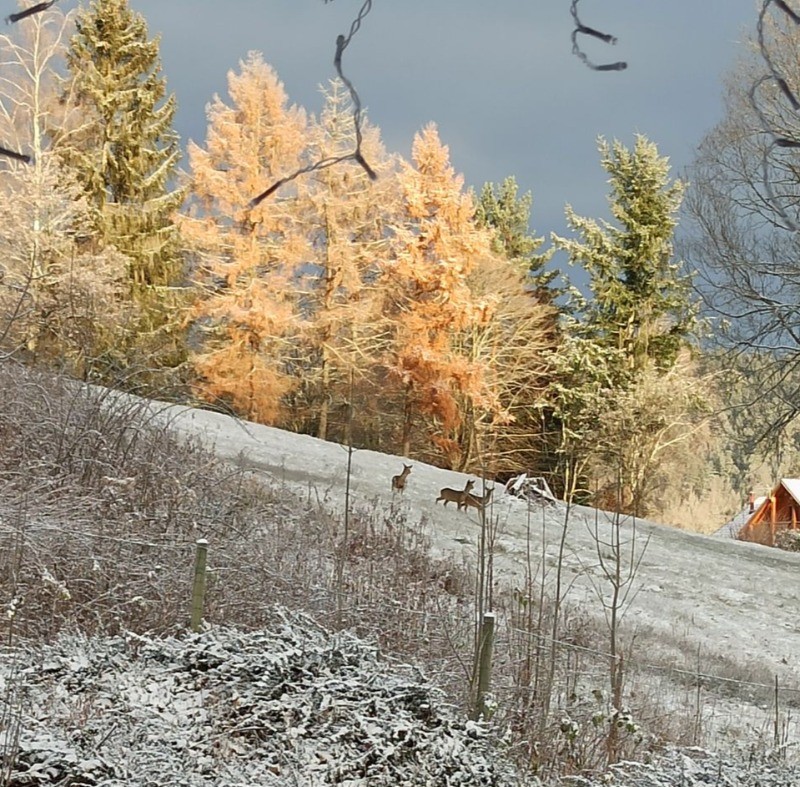 visite de chevreuils au petit matin