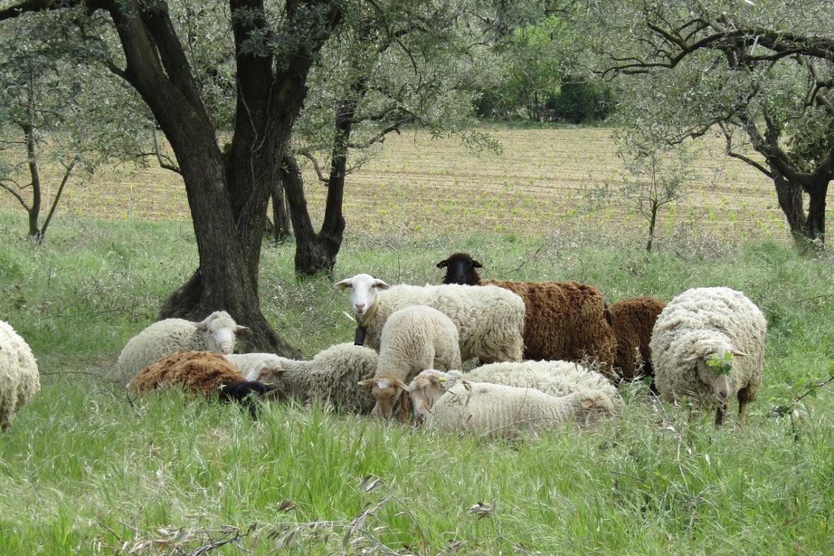 Nos brebis dans les oliveraies