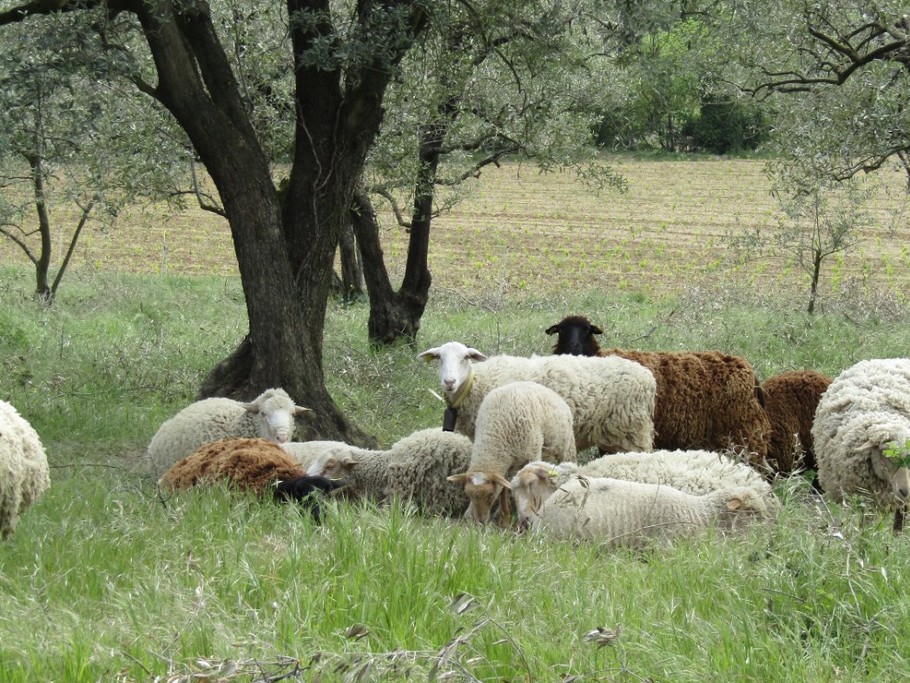 Nos brebis dans les oliveraies