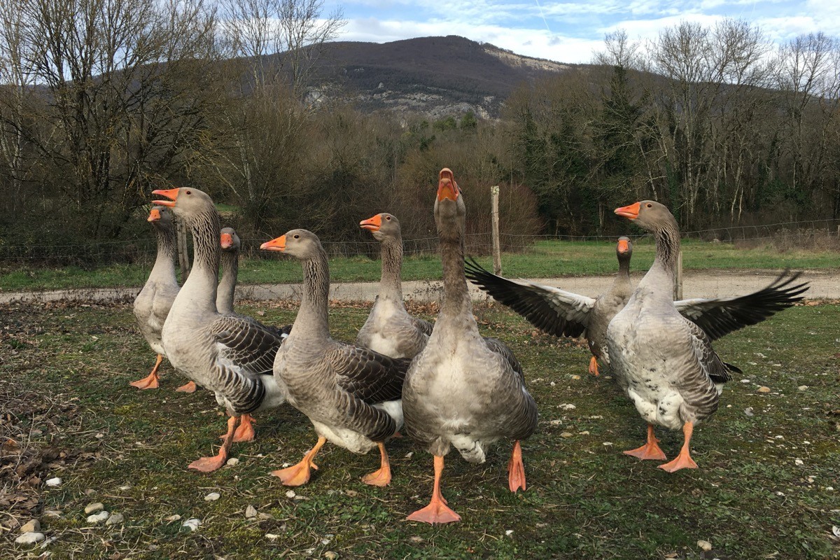 Les oies du Domaine Jirieux