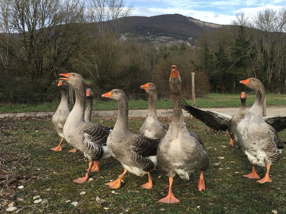 Les oies du Domaine Jirieux
