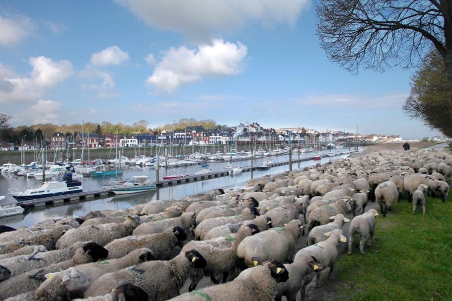 Le port et les moutons de prés salés