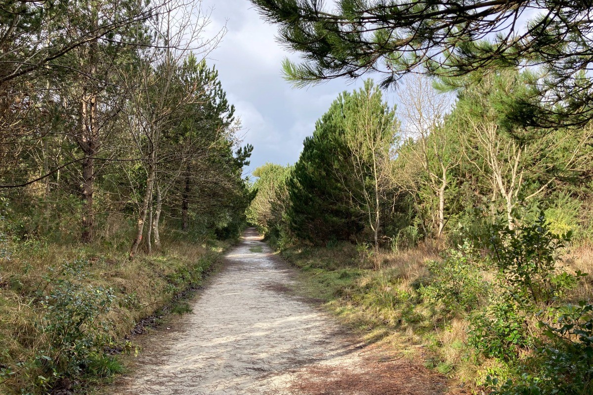 Forêt domaniale de Santec pour belles balades entre forêt et dune