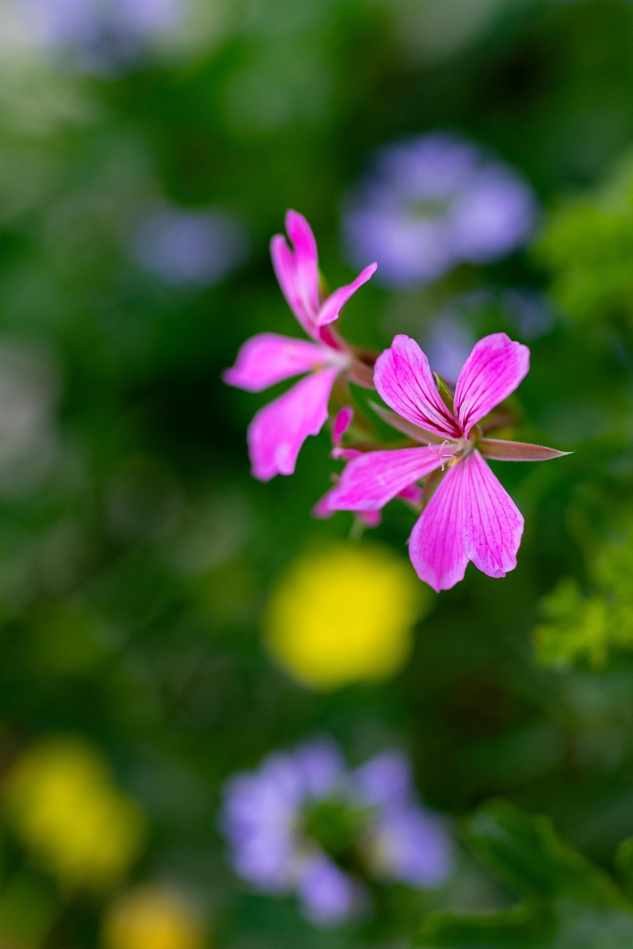 Geraniums