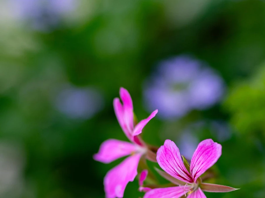 Geraniums