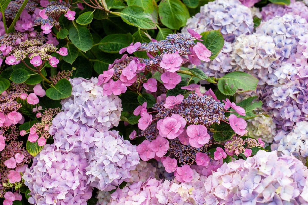 les hortensias