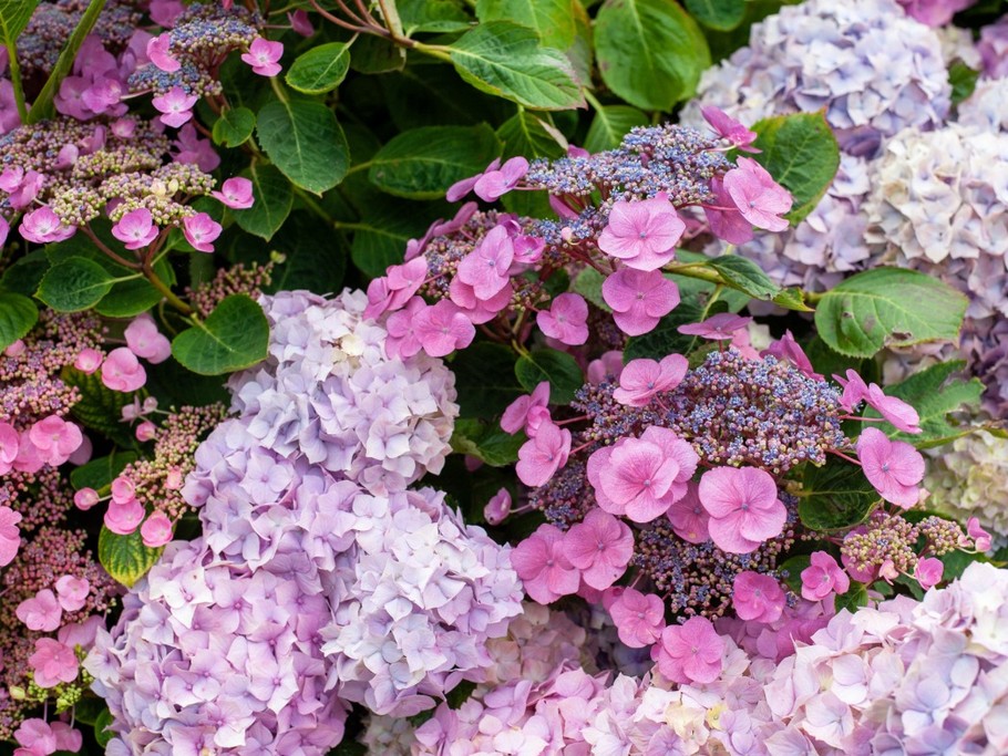 les hortensias