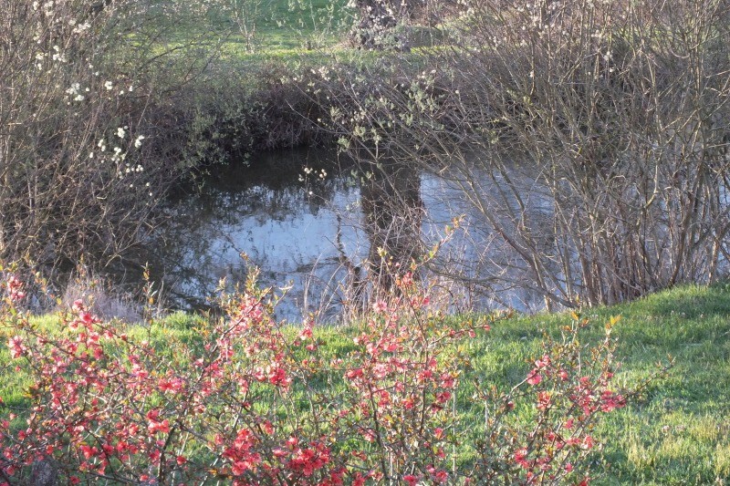 Floraison printanière et reflets