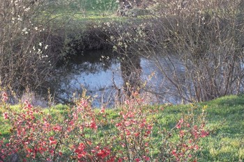 Floraison printanière et reflets