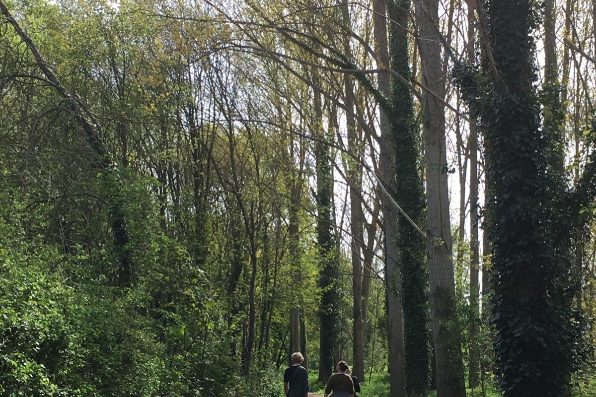 Balades en forêt