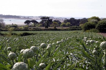 Champ d'artichauts