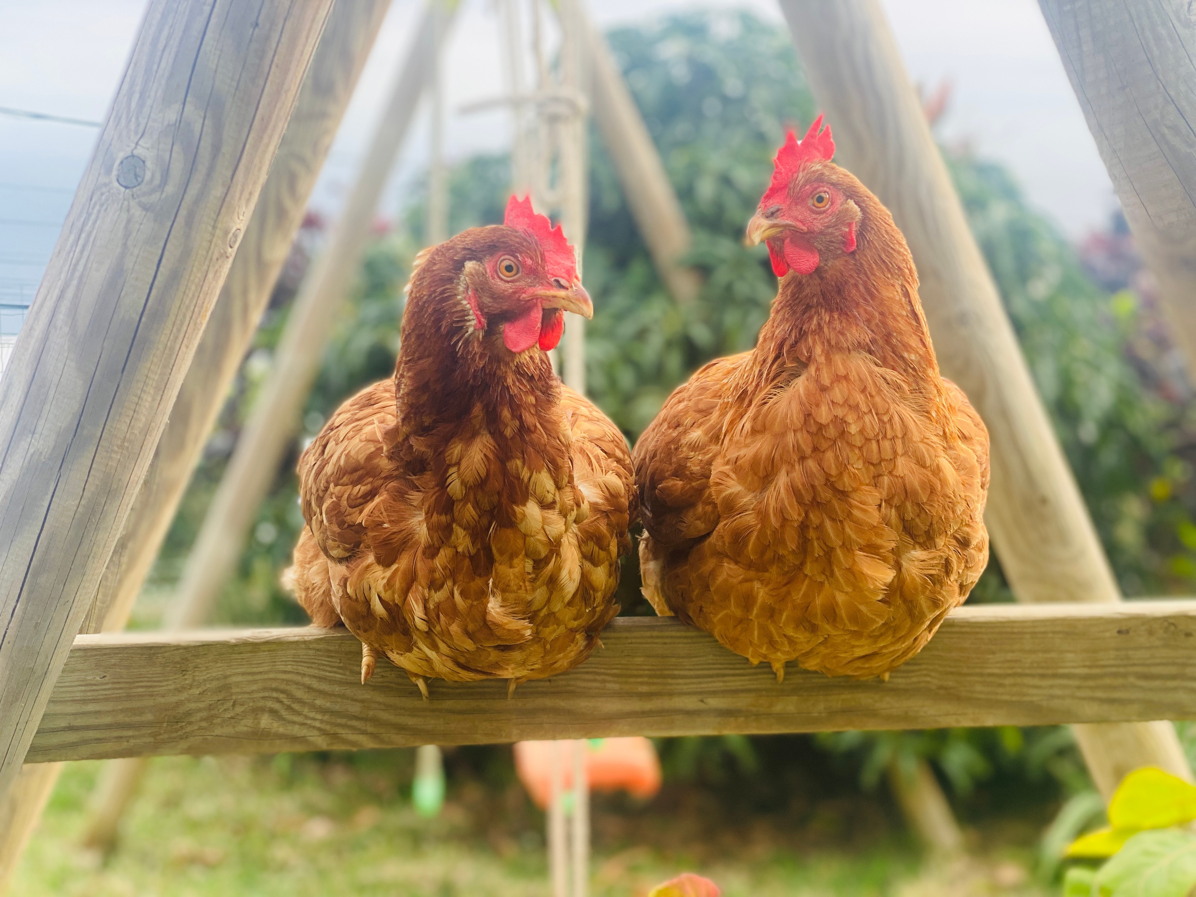 Poules pour diminuer vos déchets organiques