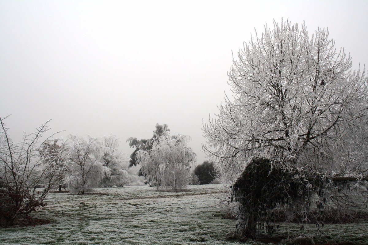 jardin en hiver