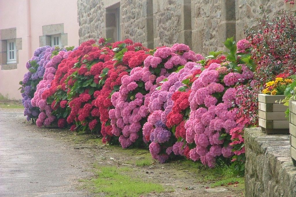 Les hortensias