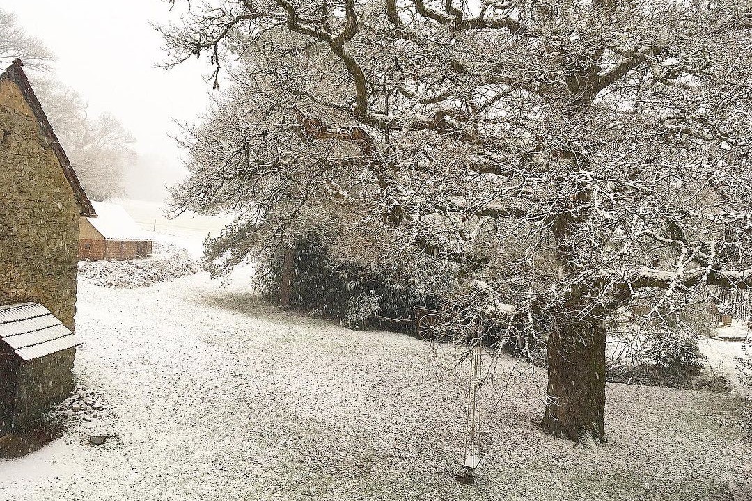 Backgarden in winter
