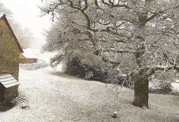 Backgarden in winter