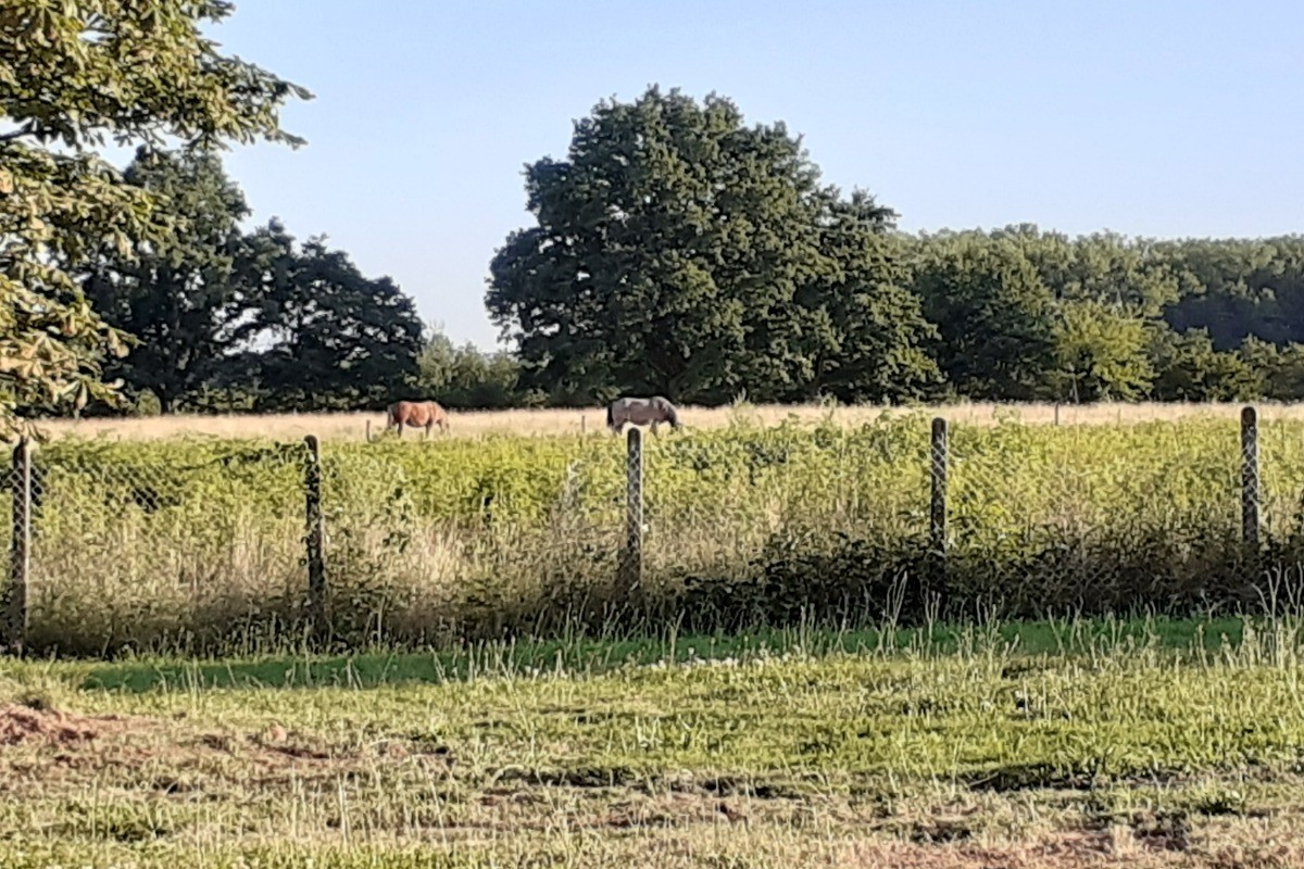 Faire du cheval