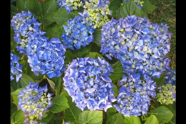 Le Jardin privatif en RDC