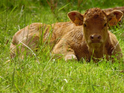 Image n° 1 de la location