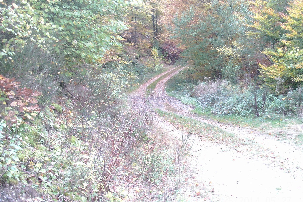 promenade au alentour du chalet