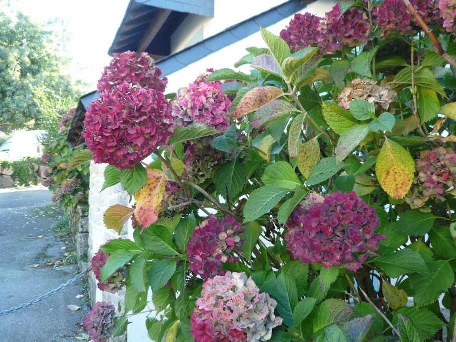 hortensias devant la maison