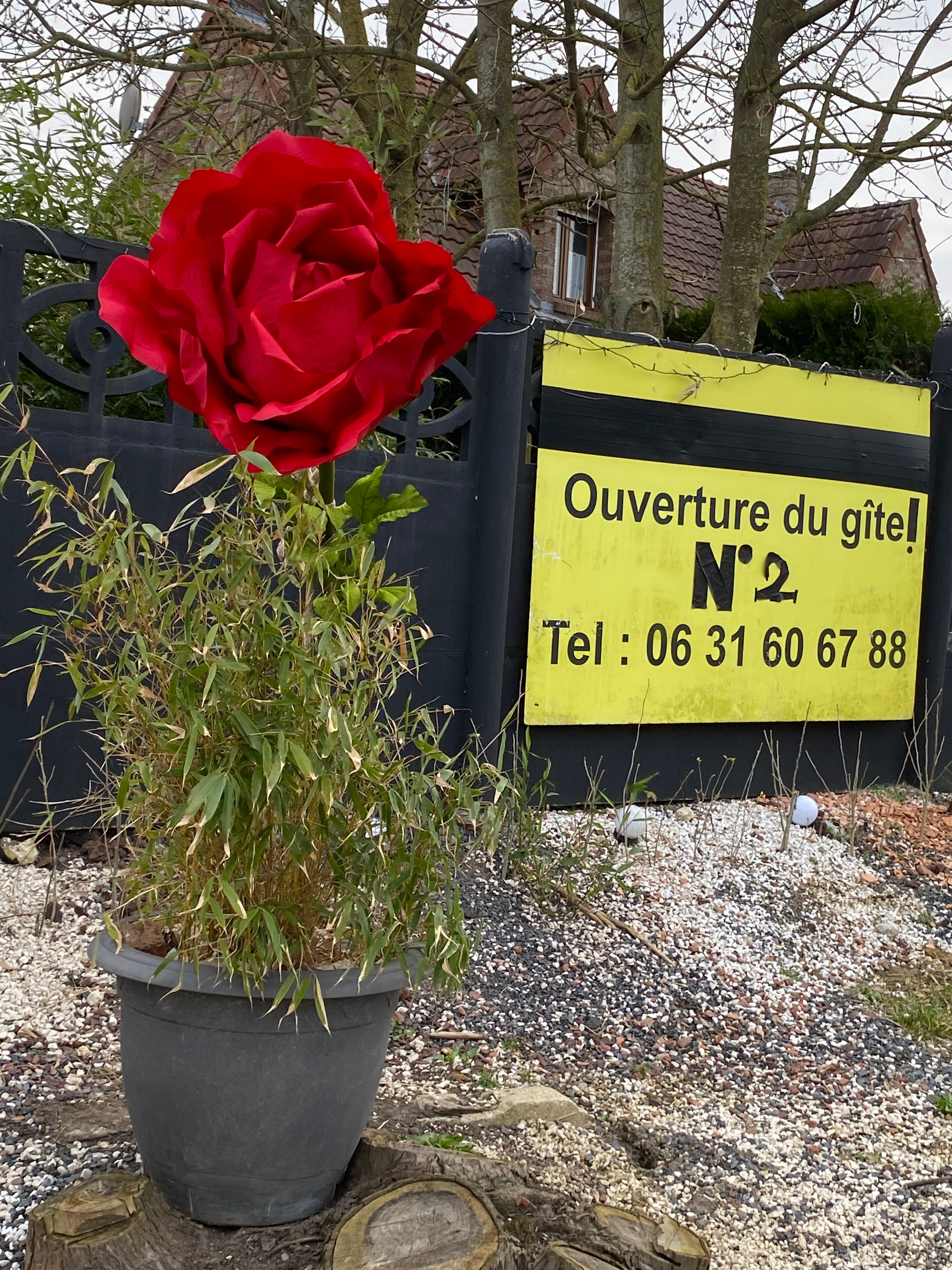 notre fleur dans la rue!!!!
