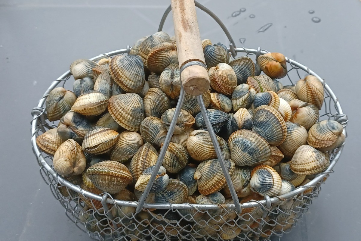 la pêche aux coques