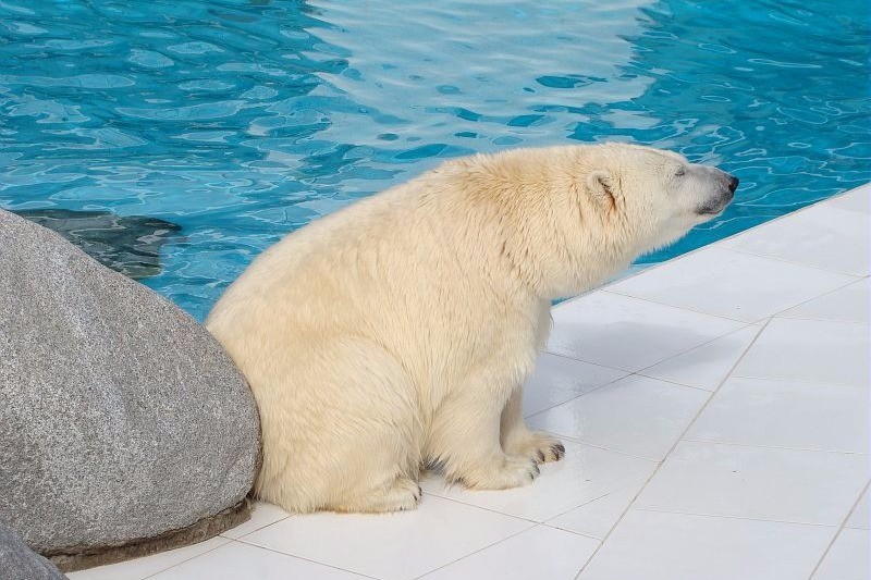Incontournable ! le zoo de la Palmyre