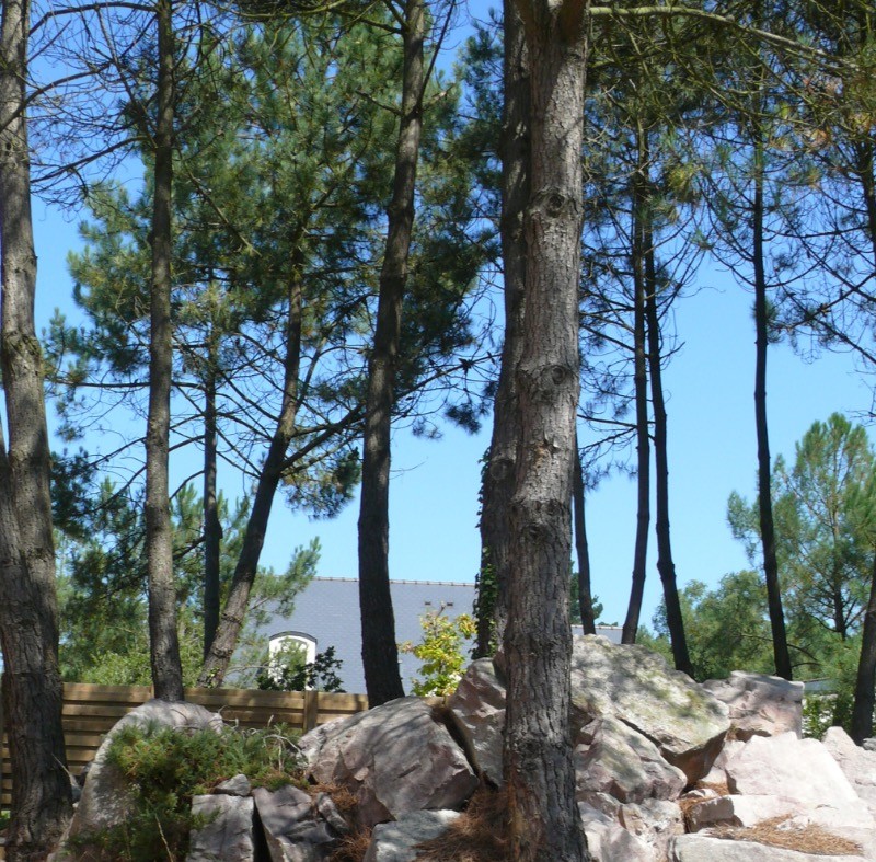 Vue du site - Les pins