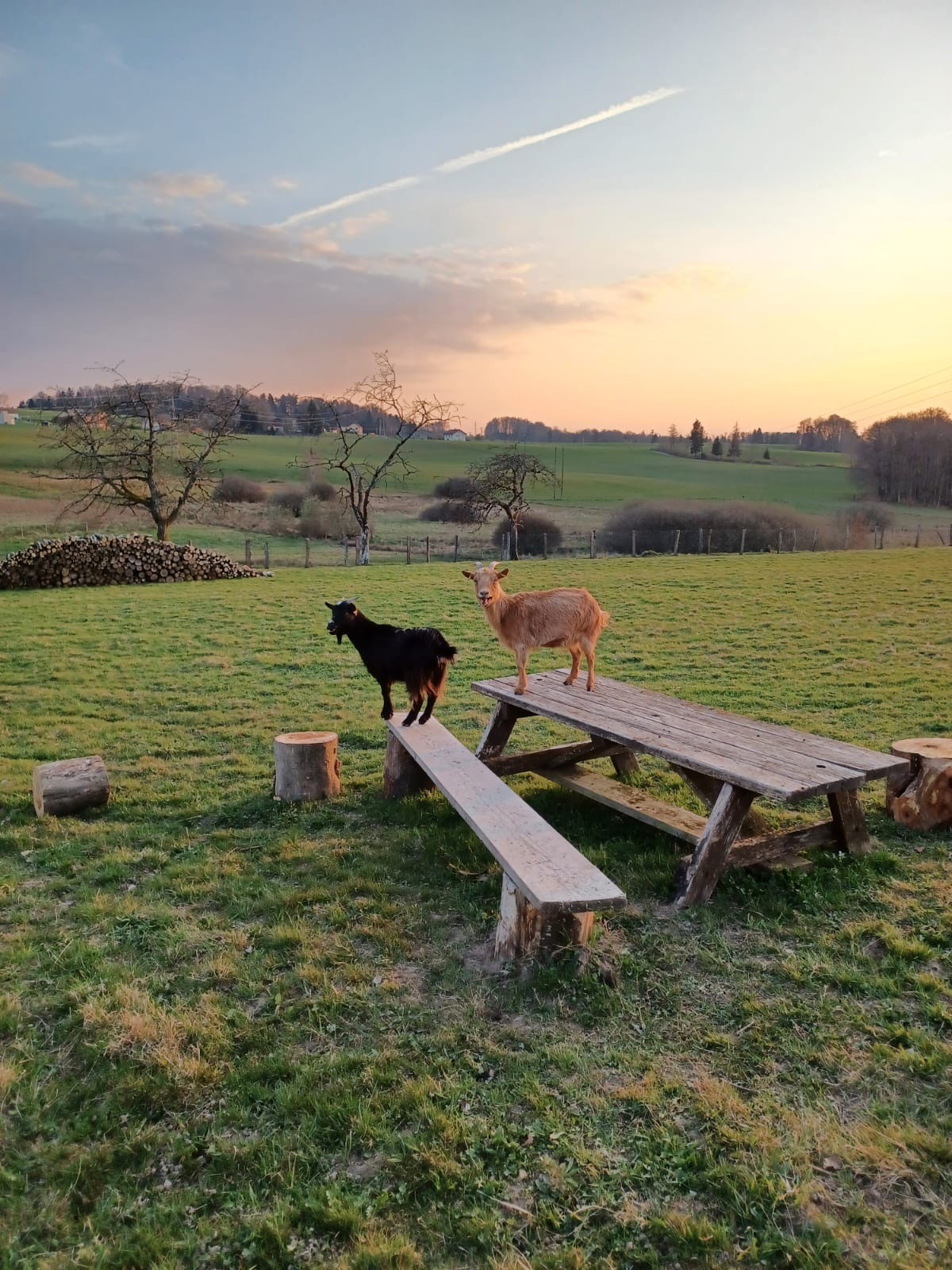 Outside - Gîte de la Forge - Le Val d'Ajol