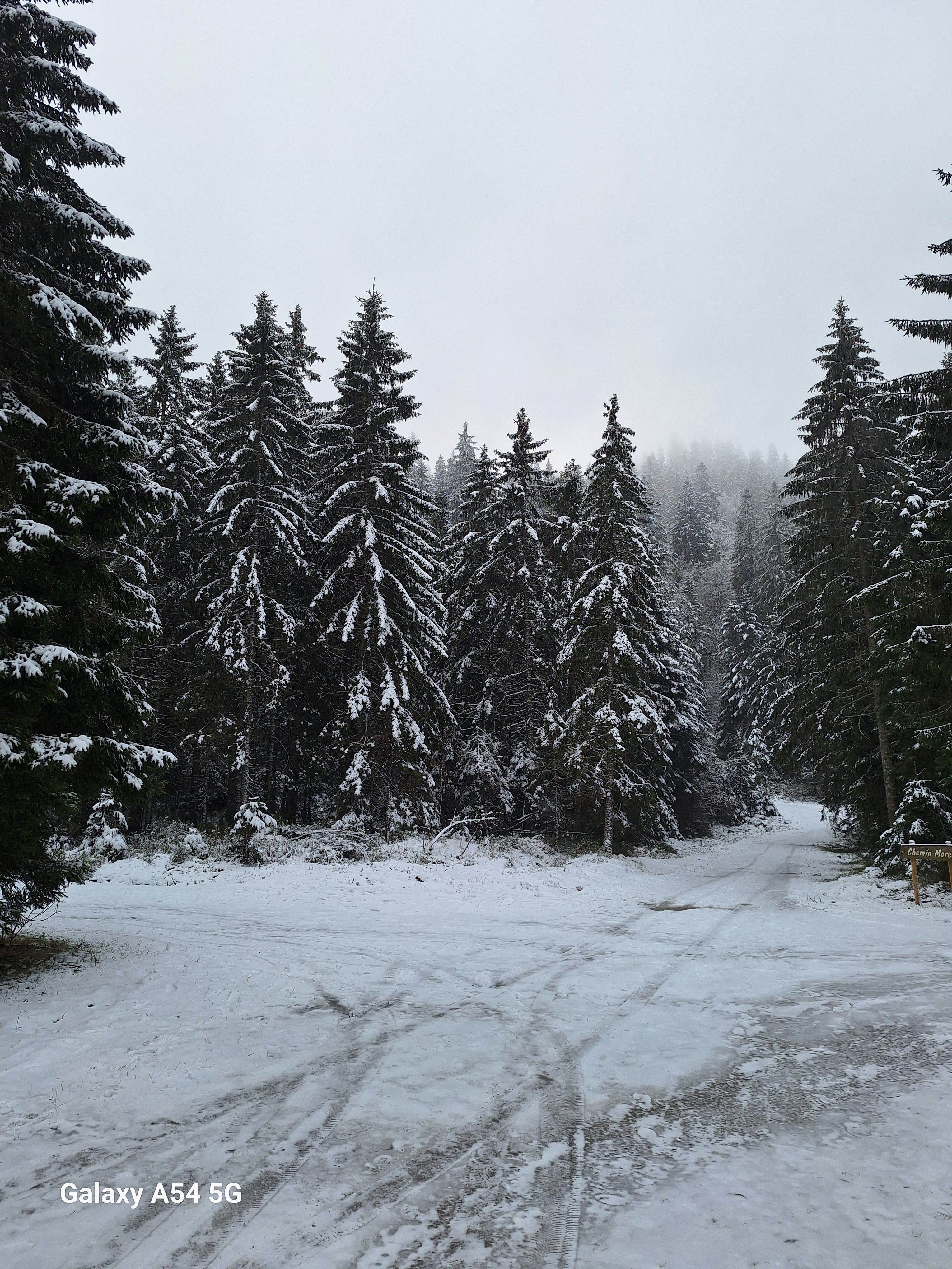 Sapins Vosgiens