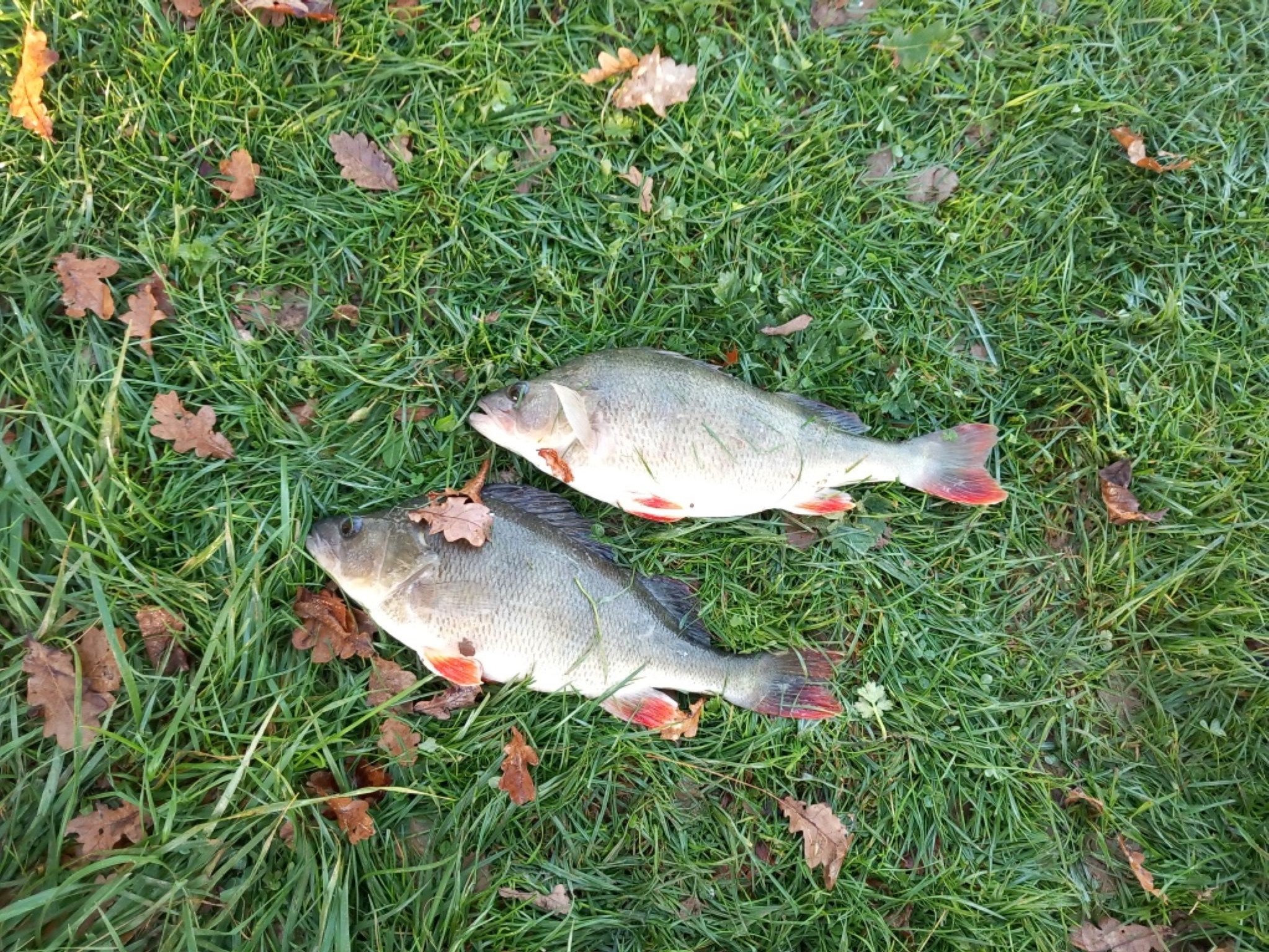 Poissons pêchés dans un étang à MILLAC