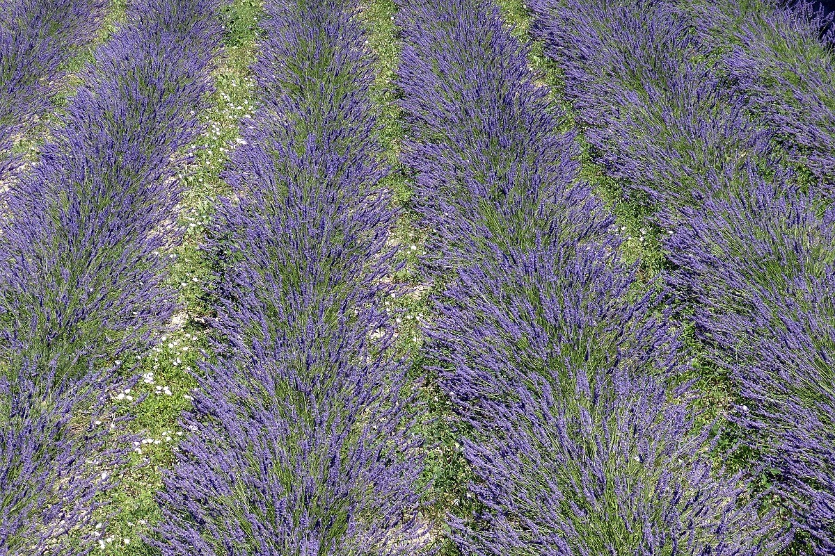 La lavande en Provence
