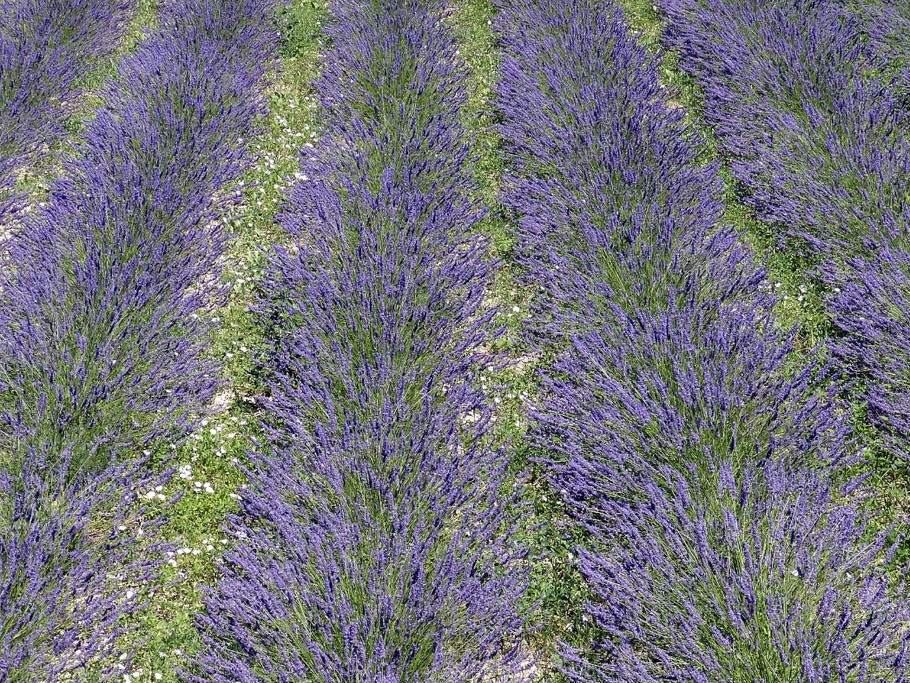 La lavande en Provence