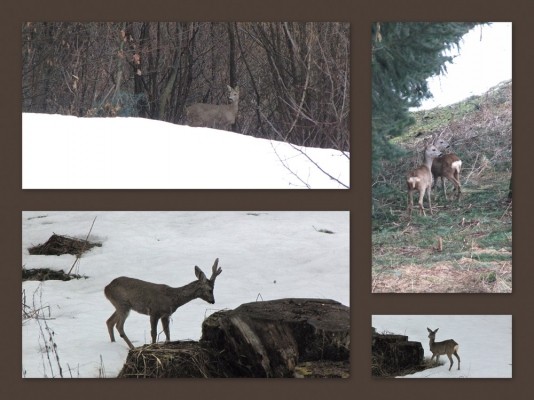 visite dans le jardin