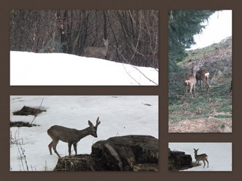 visite dans le jardin